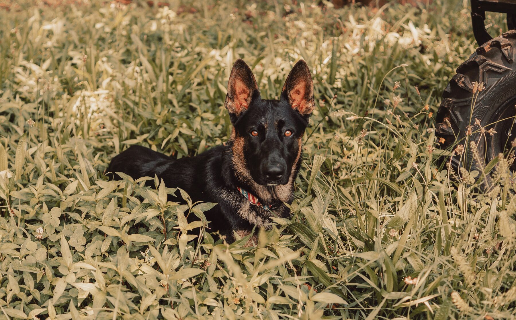 Pet portrait, image 1