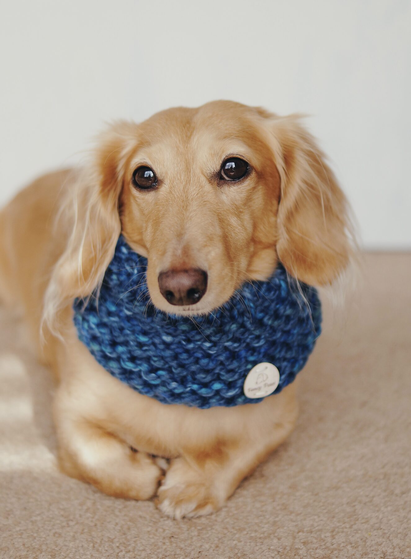 Pet portrait, image 2