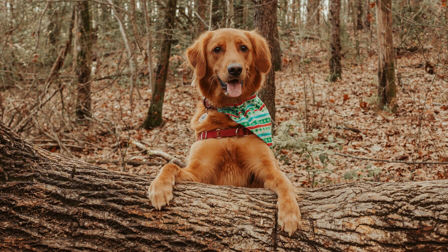 Pet portrait, image 3
