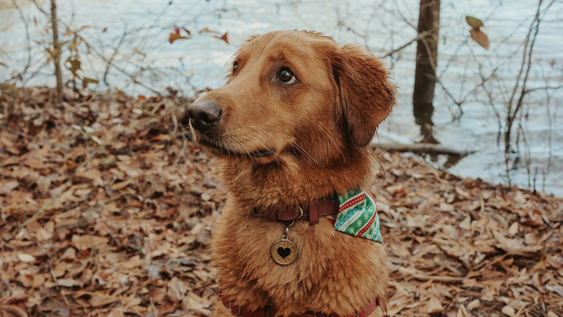 Pet portrait, image 4