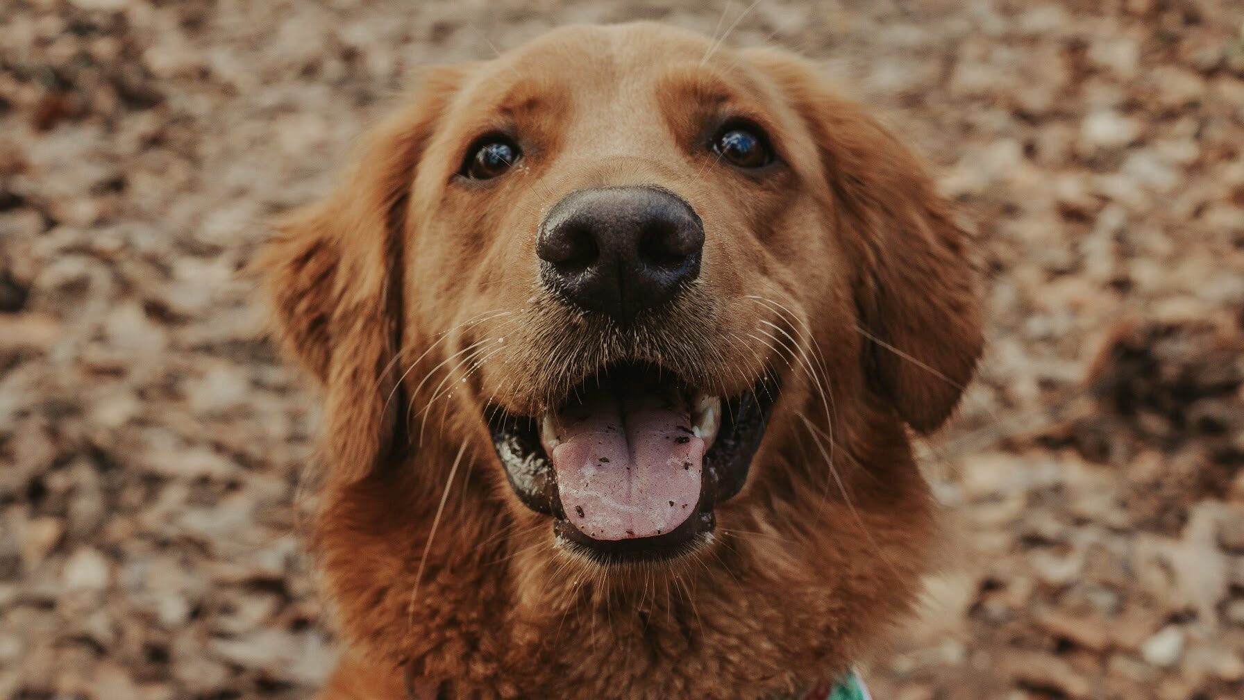 A happy golden retriever photographed outdoors
