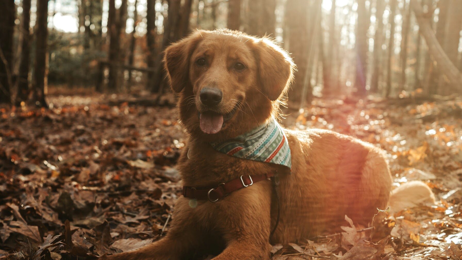 Pet portrait, image 6