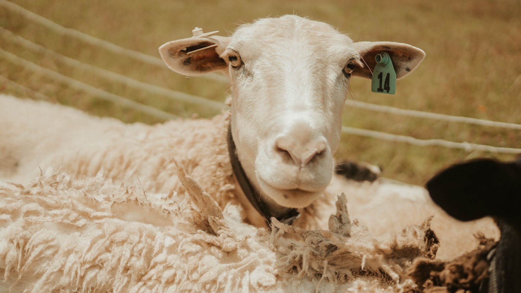 Pet portrait, image 8