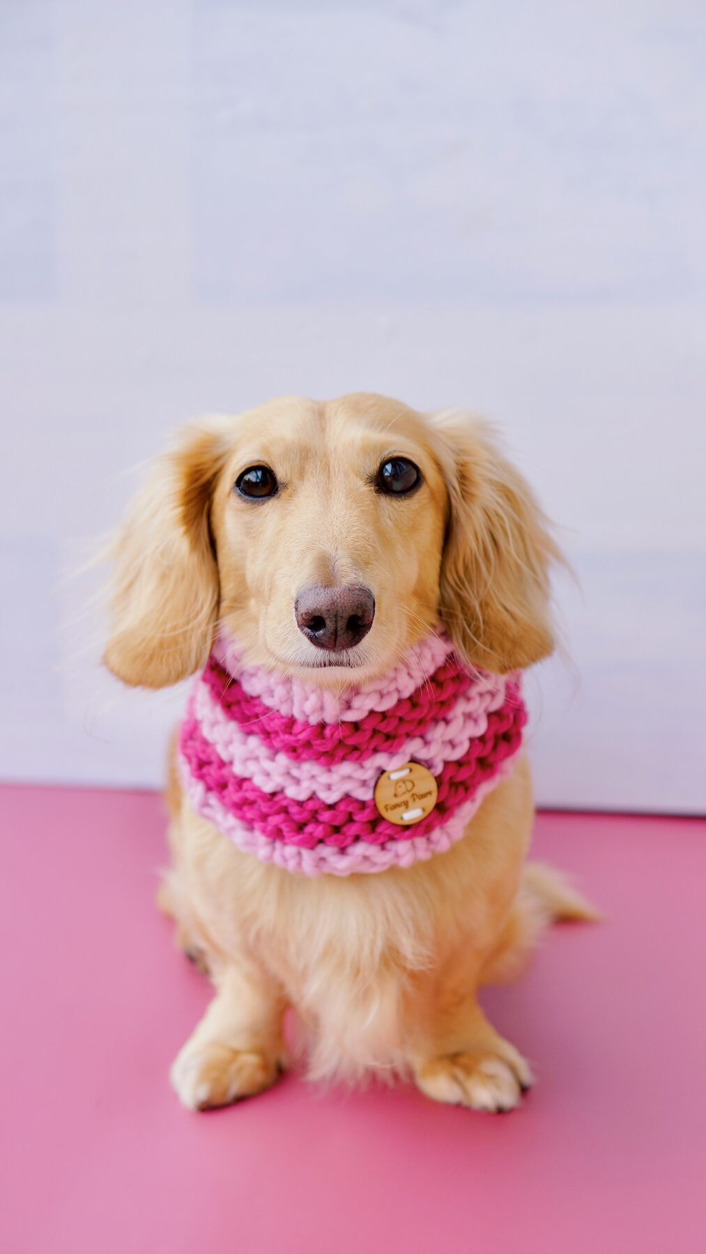 Pet portrait, image 10
